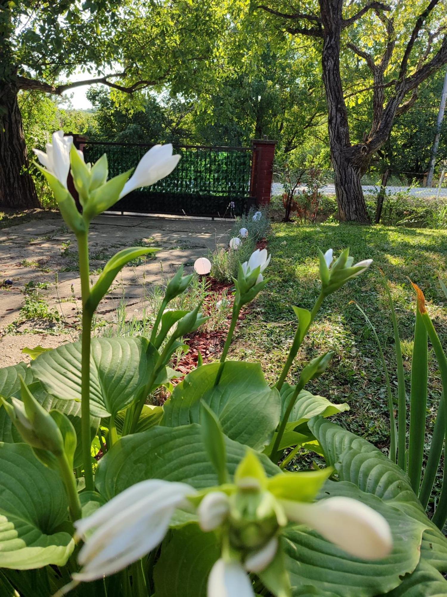 Sorg House Forest & Lake Villa Besenovacki Prnjavor Екстериор снимка